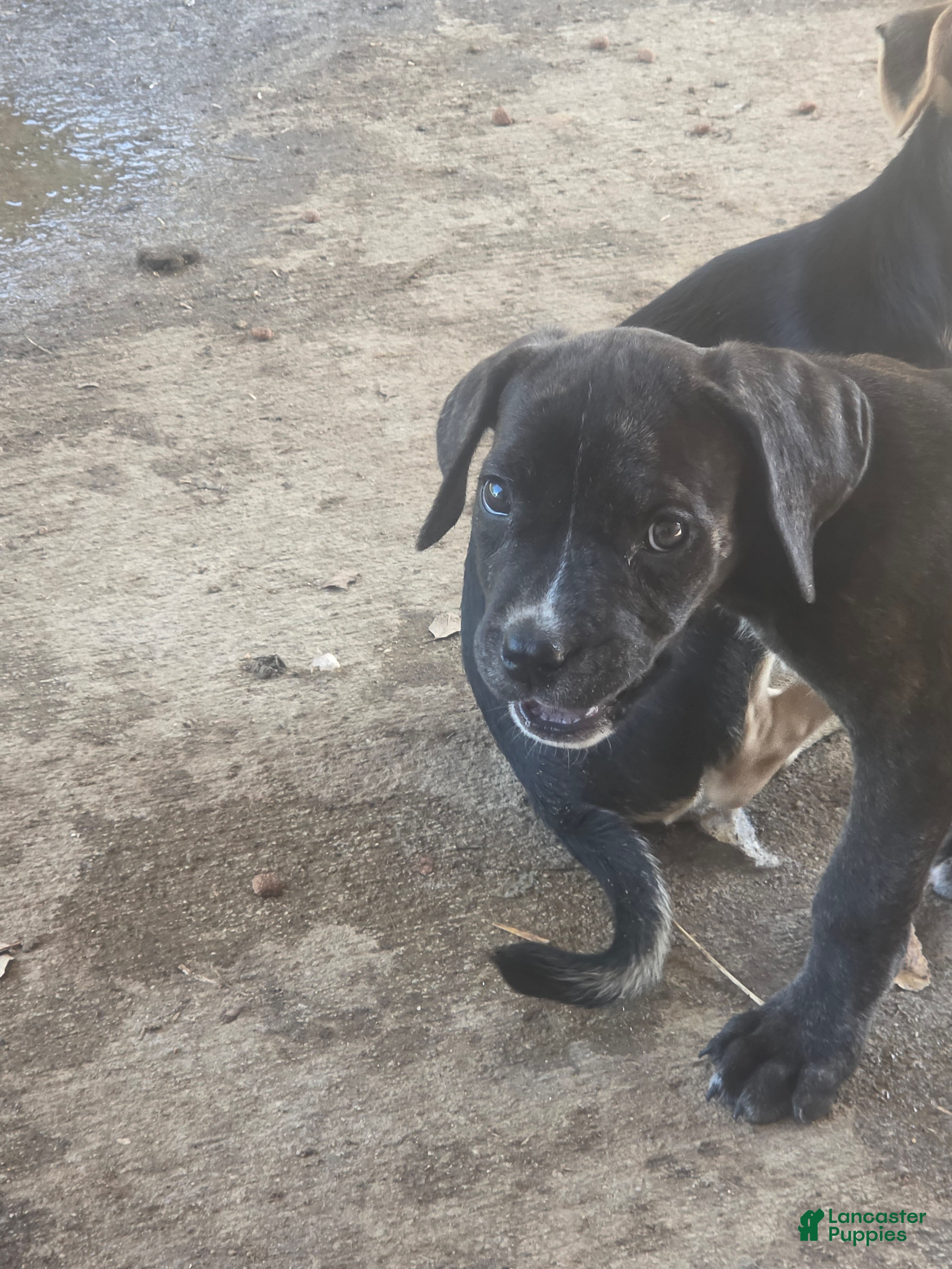 Cane Corso dogs Cane Corso 2 - Ad 1