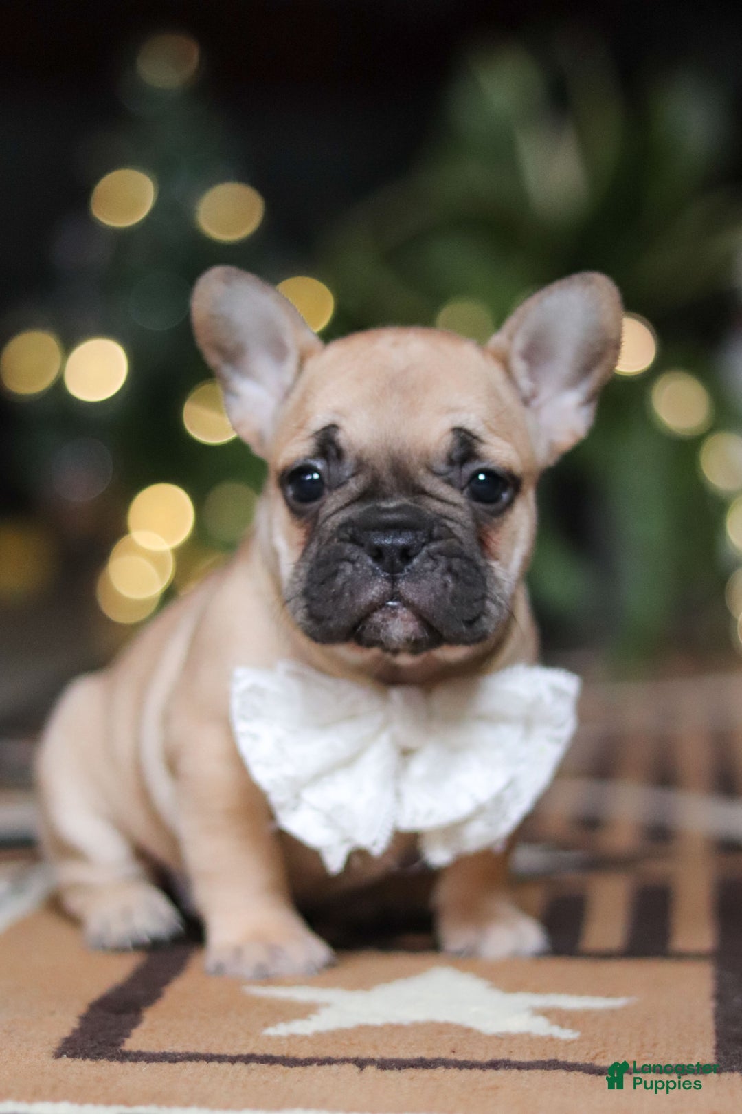 French Bulldog dogs for sale: Ivy - Ad 11
