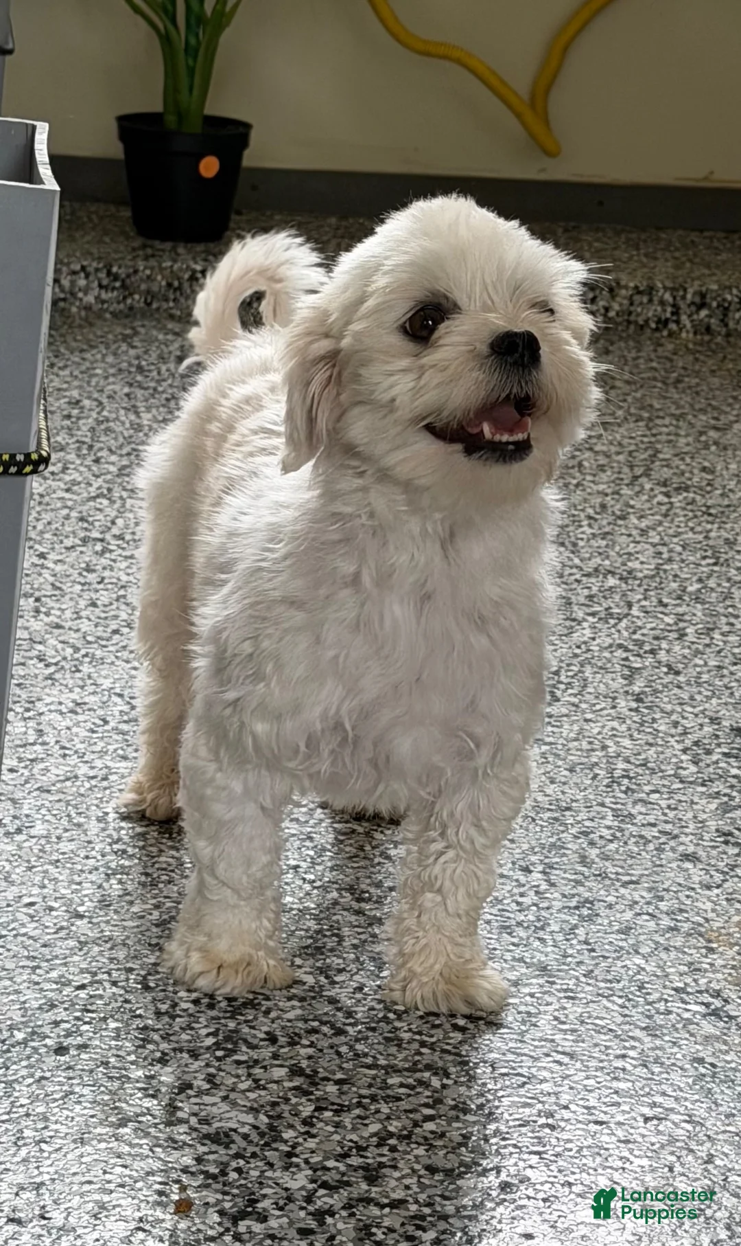 Maltese dogs for sale: Mischief - Ad 5