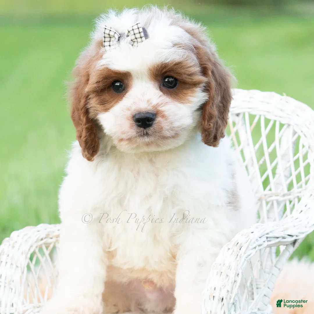 Cavapoo dogs for sale: Arlo - Ad 5