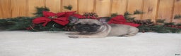 French Bulldog dogs for sale: AKC Dancer - Ad 3