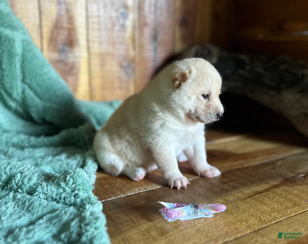 Shiba Inu dogs for sale: Shiba Inu Puppy 1 - Ad 2