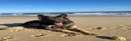 German Shepherd dogs for stud: Long hair german shepherd stud only - Ad 4
