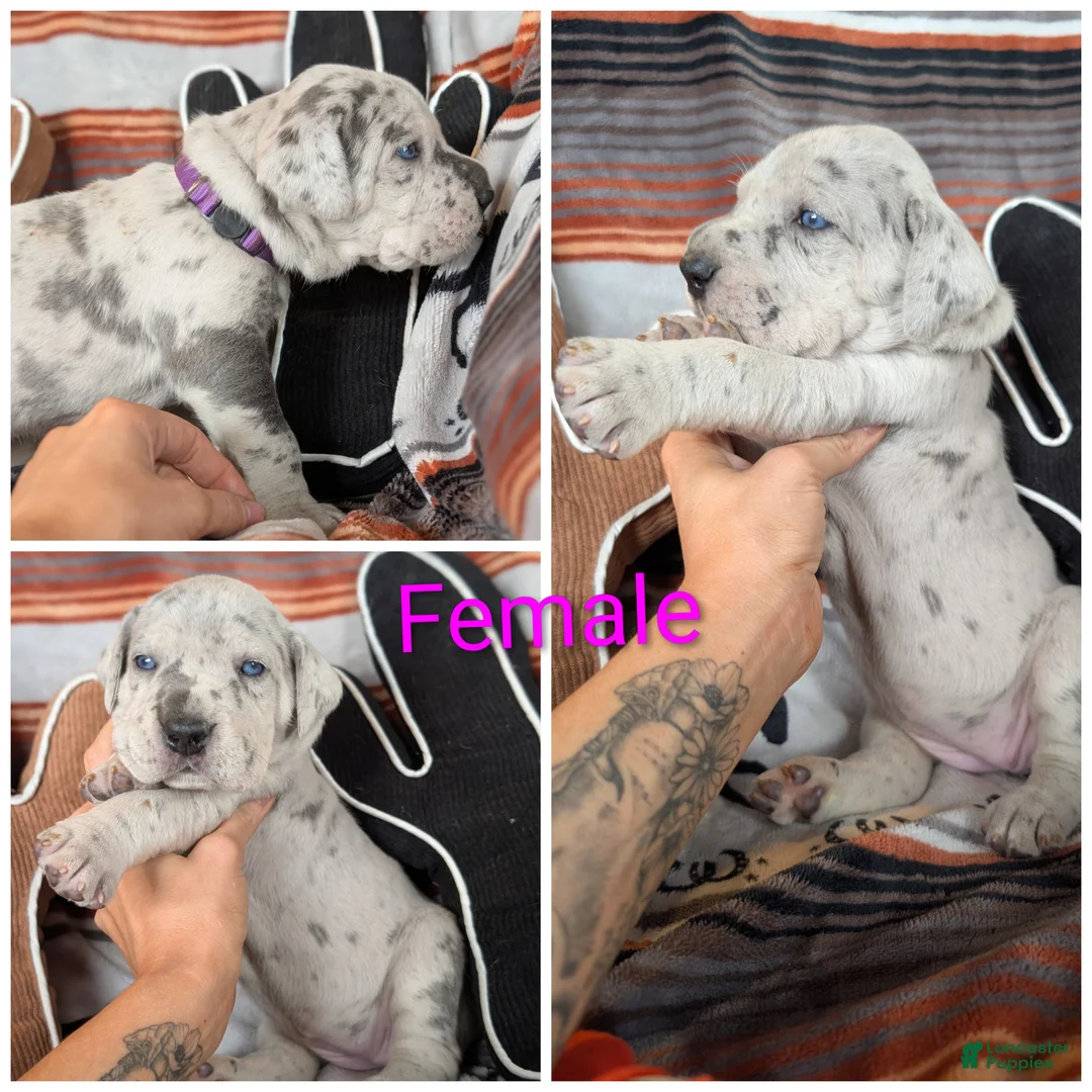 Great Dane dogs for sale: Great Dane Special - Ad 1