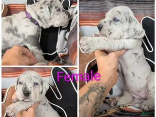 Great Dane dogs Great Dane Special - Ad 22