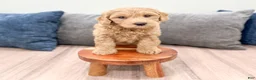 Mini Goldendoodle dogs for sale: Heidi - Ad 2