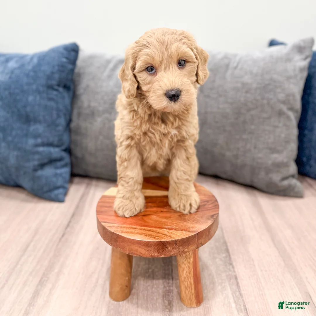 Mini Goldendoodle dogs for sale: Heidi - Ad 2