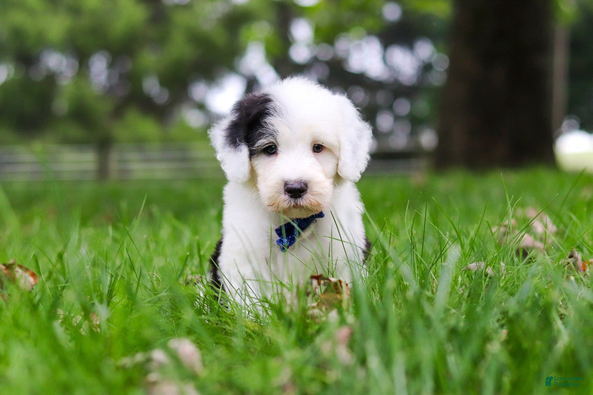 Sheepadoodle dogs Thomas - Ad 2