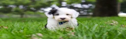 Sheepadoodle dogs for sale: Thomas - Ad 2