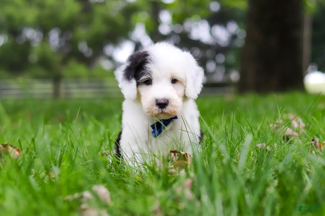 Sheepadoodle dogs for sale: Thomas - Ad 2