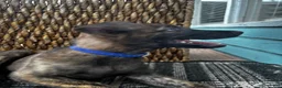 Dutch Shepherd dogs for sale: Dutch Shepherd 4 - Ad 3