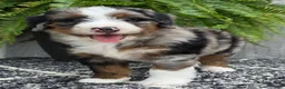 Mini Bernedoodle dogs for sale: Mini Tank - Ad 18