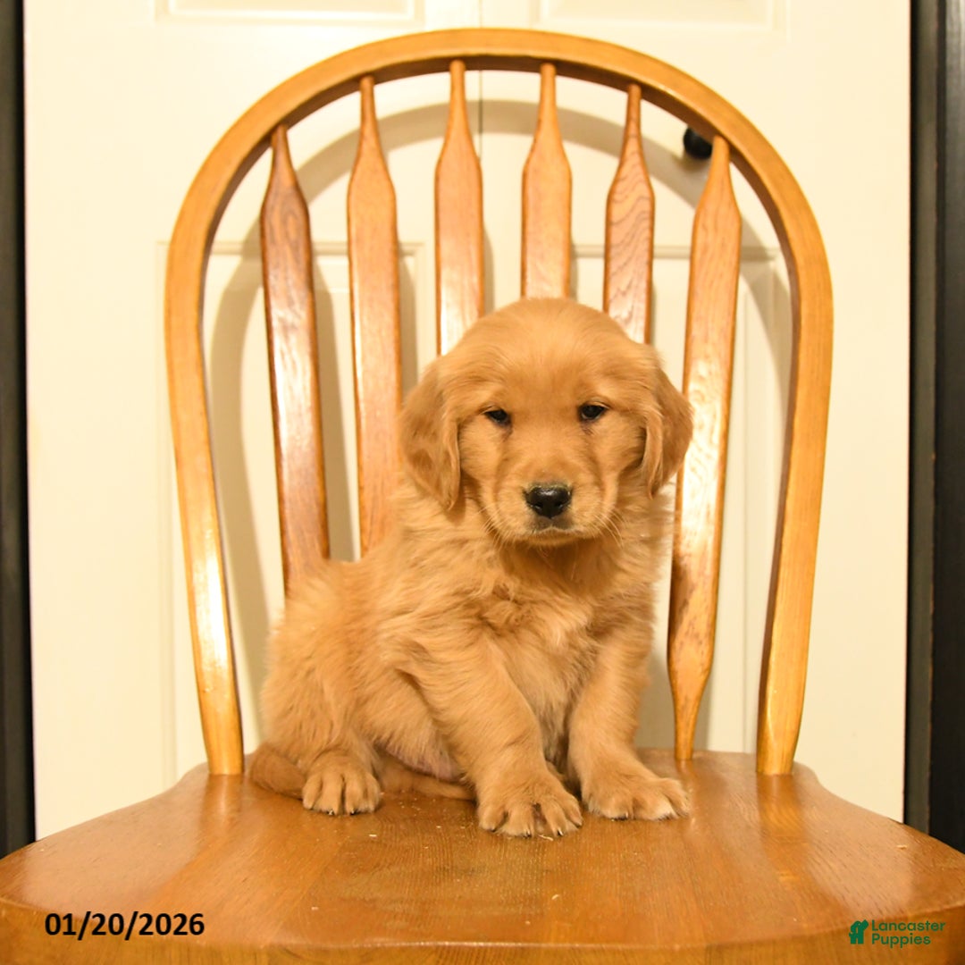 Golden Retriever dogs for sale: Butch - Ad 2