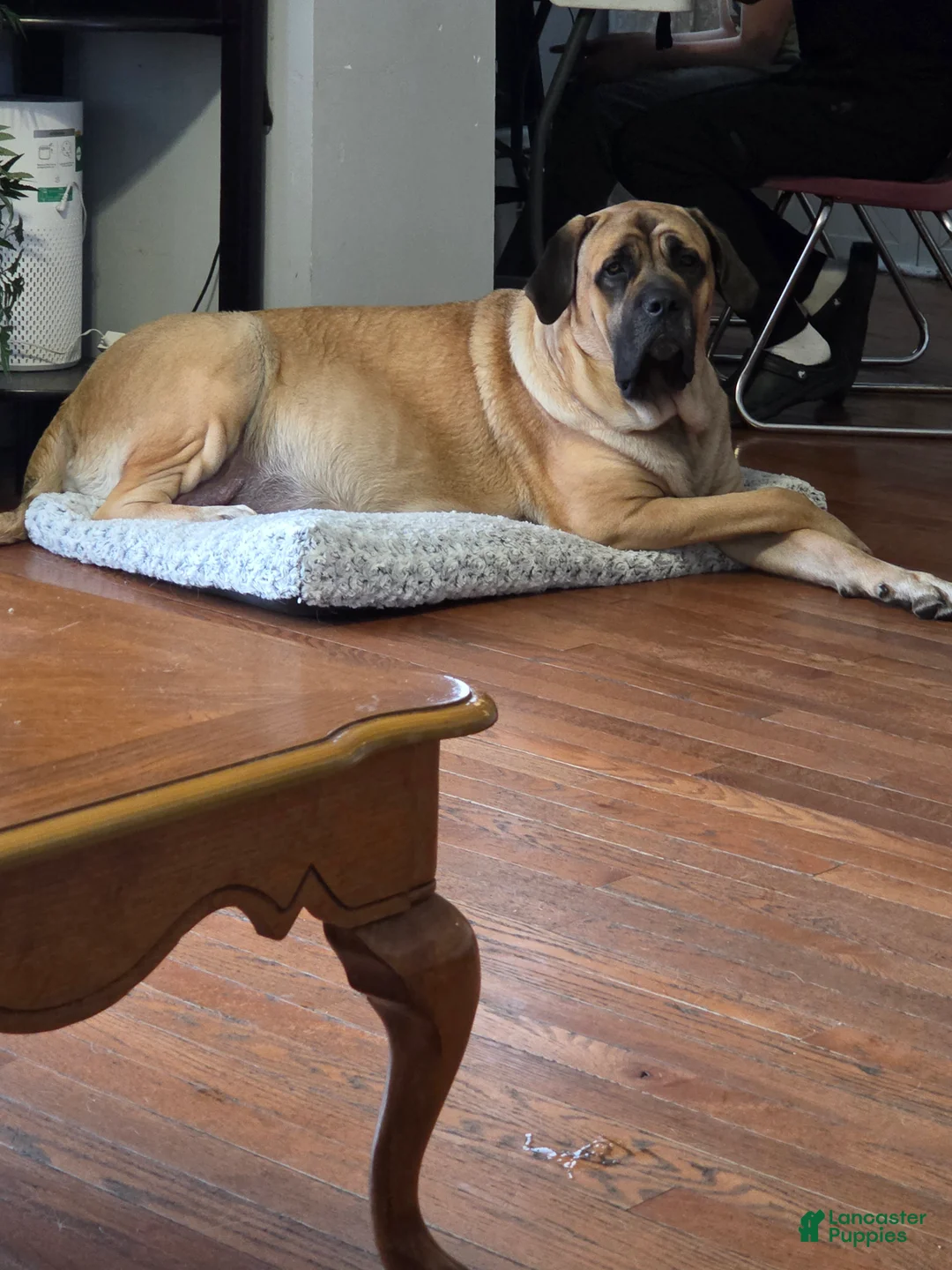 English Mastiff dogs for sale: English Mastiff Puppy 1 - Ad 2