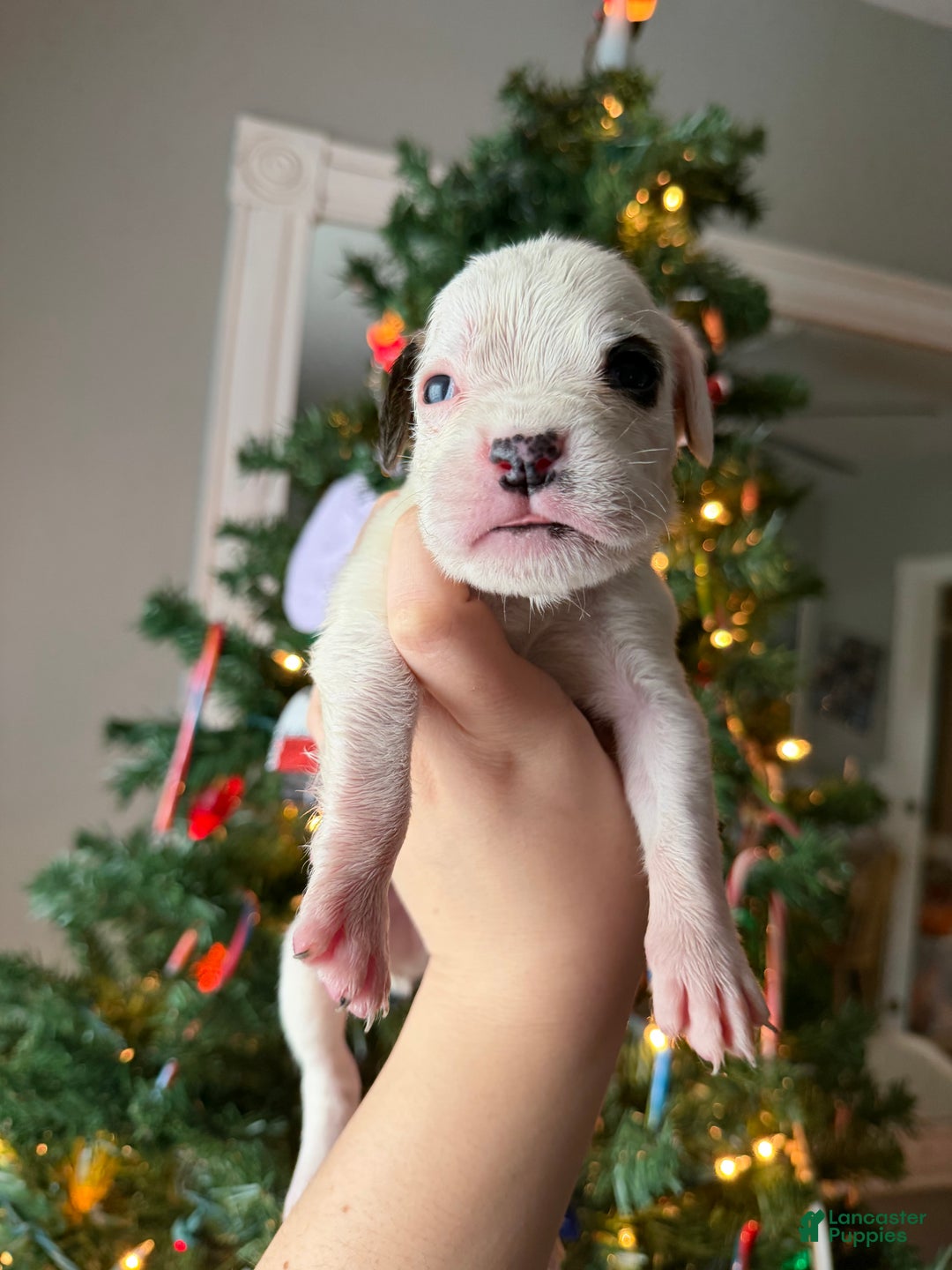 Boxer dogs for sale: Noel  - Ad 14