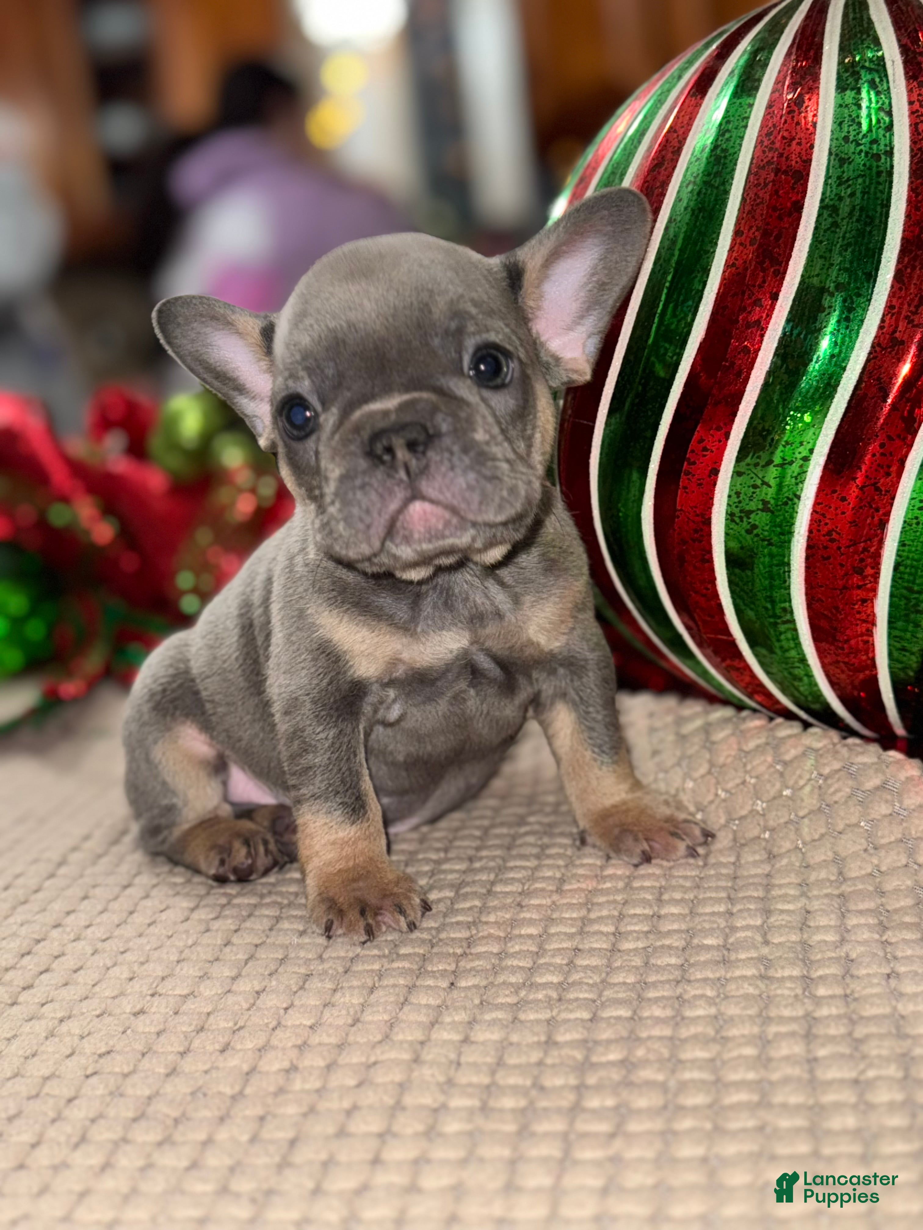 French Bulldog dogs Trolli - Ad 19