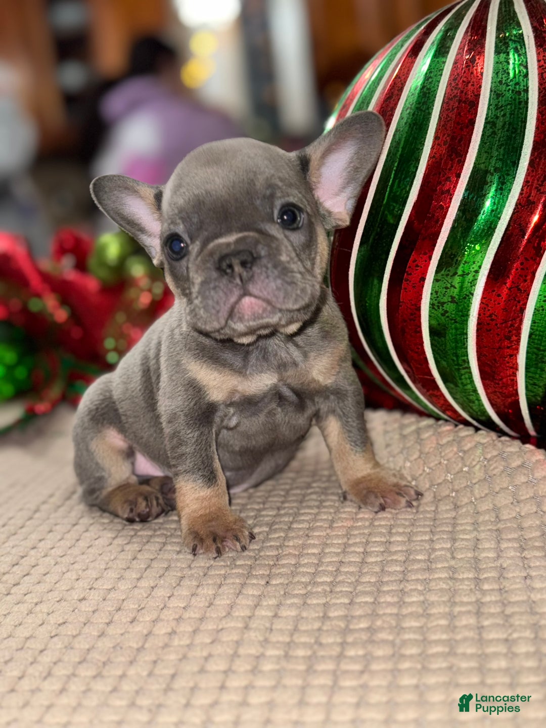 French Bulldog dogs for sale: Trolli - Ad 1