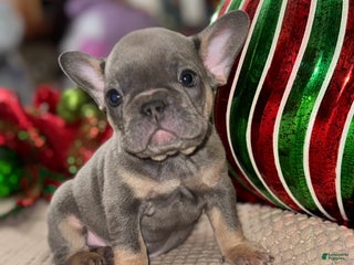 French Bulldog dogs Trolli - Ad 17
