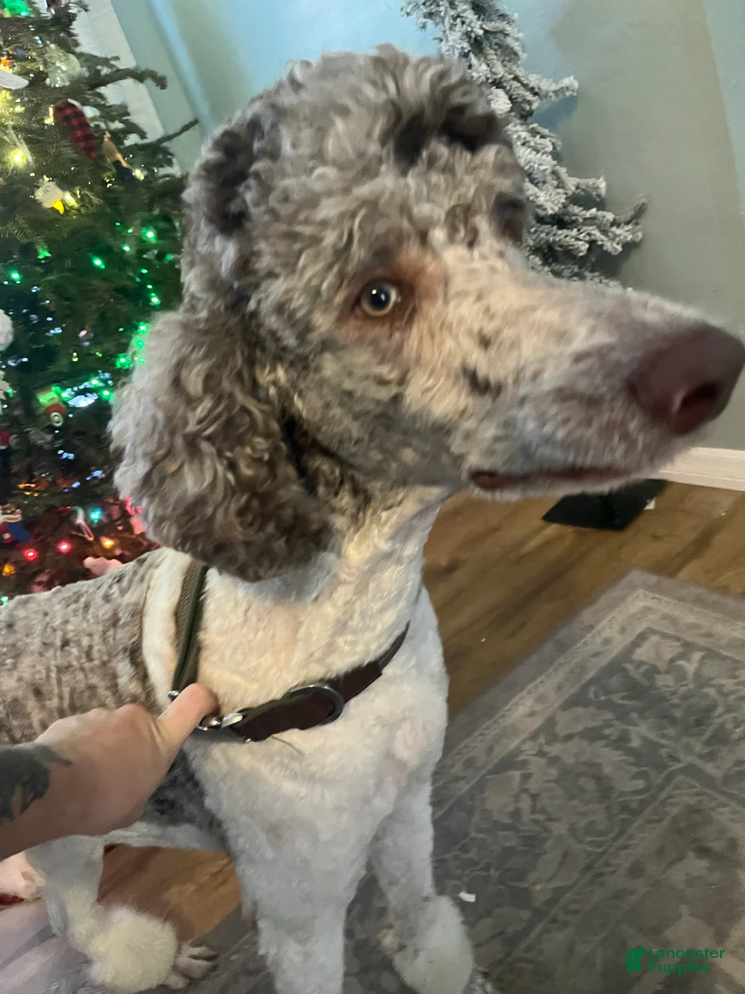 Goldendoodle dogs for sale: Jerry - Ad 15