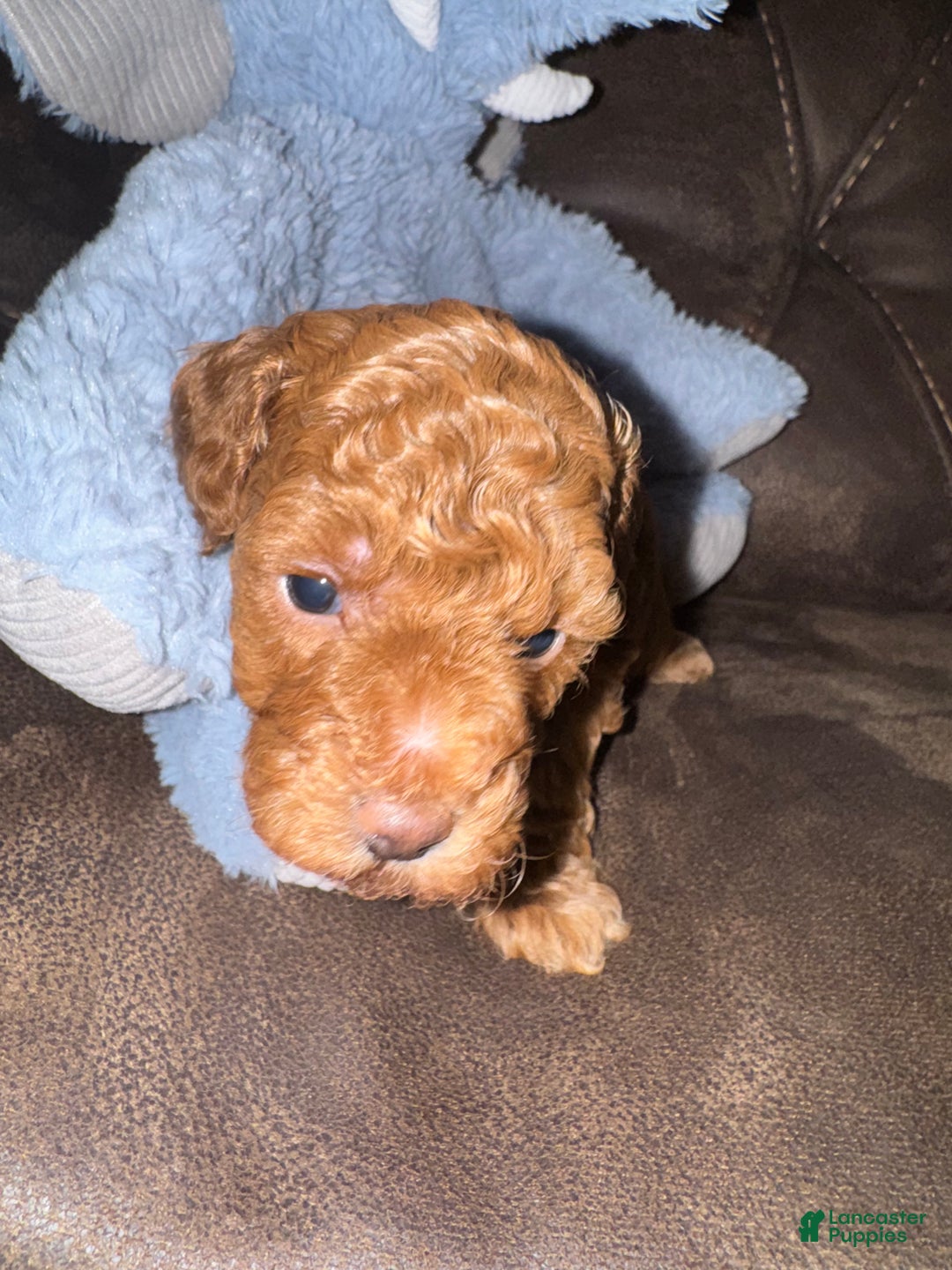 Miniature Poodle dogs for sale: Miniature Poodle Lulu - Ad 2