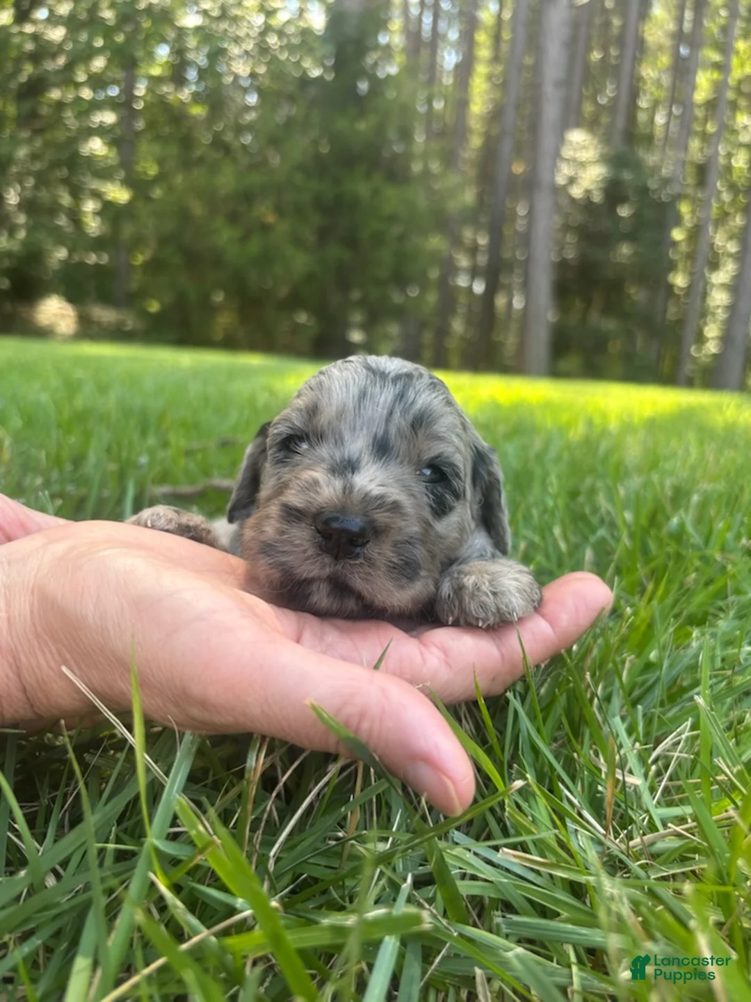 Goldendoodle dogs for sale: Dolly - Ad 4