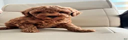 Toy Poodle dogs for sale: Pobi - Ad 3
