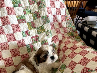 Shih Tzu dogs Amelia - Ad 32