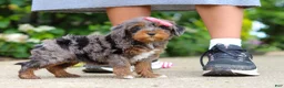 Cavapoo dogs for sale: Kylie - Ad 6