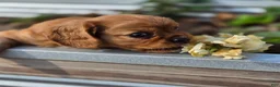 Cavalier King Charles Spaniel dogs for sale: Cavalier King Charles Spaniel 2 - Ad 4