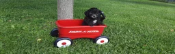 Cavapoo dogs for sale: Cavapoo Puppy 3 - Ad 1
