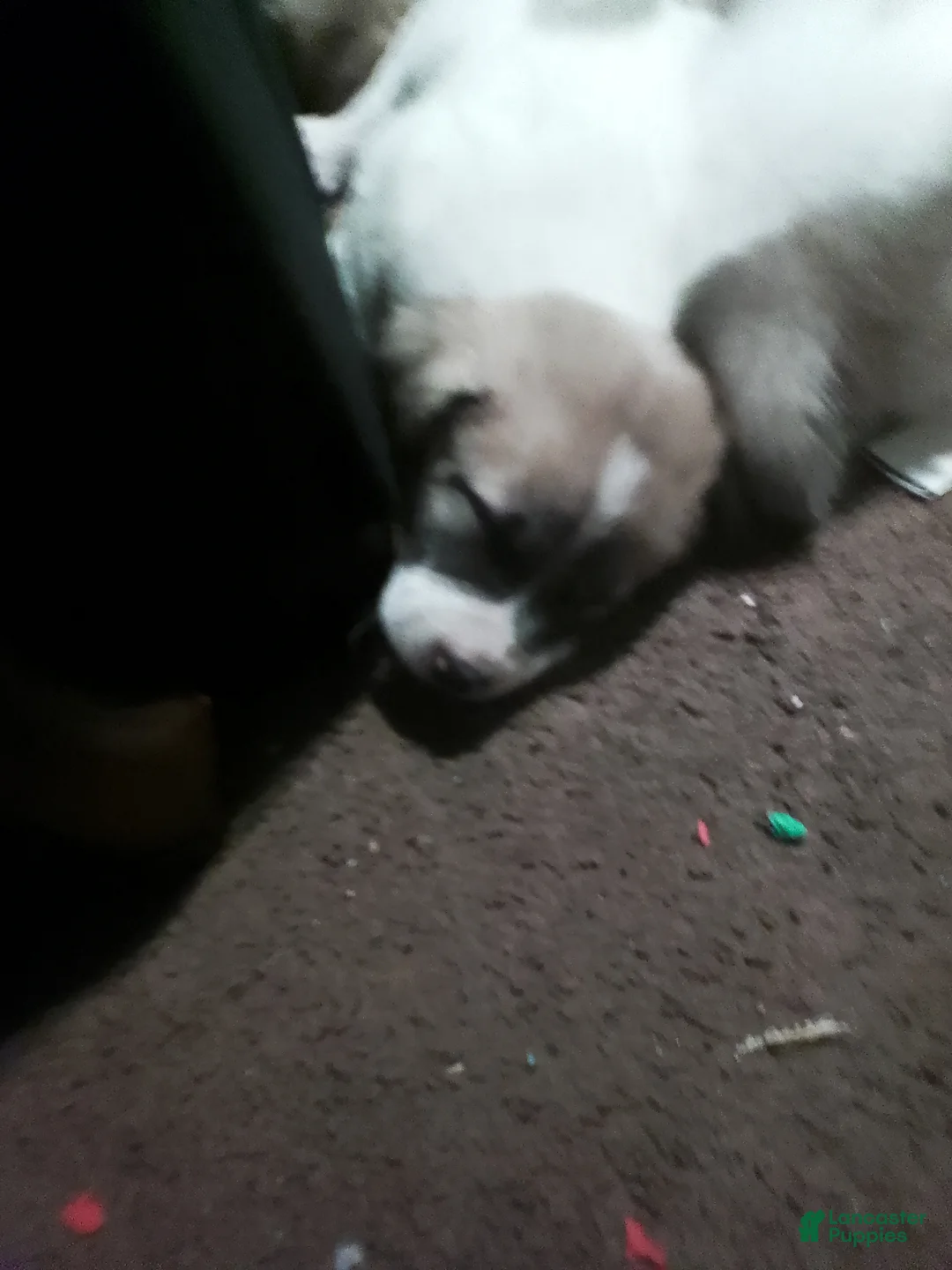 Mixed Breed dogs for sale: BABY JOJO  - Ad 21