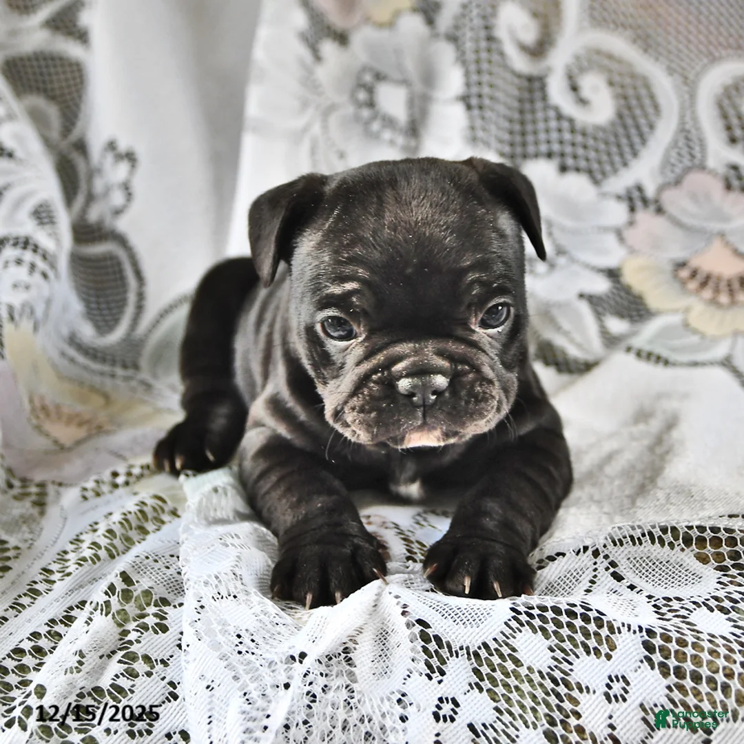 French Bulldog dogs for sale: Hershey - Ad 9