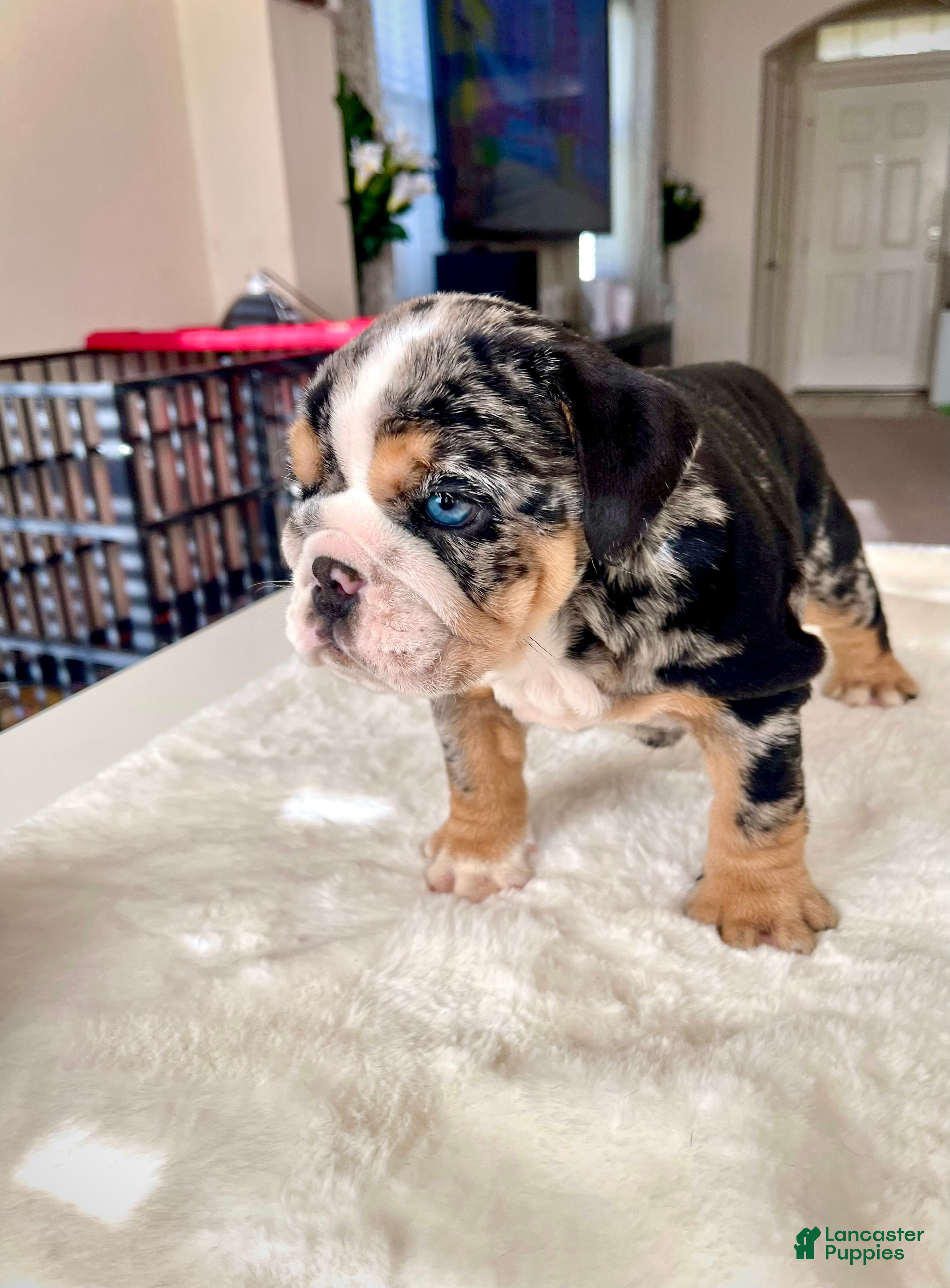 English Bulldog dogs English Bulldog Puppy 1 - Ad 2