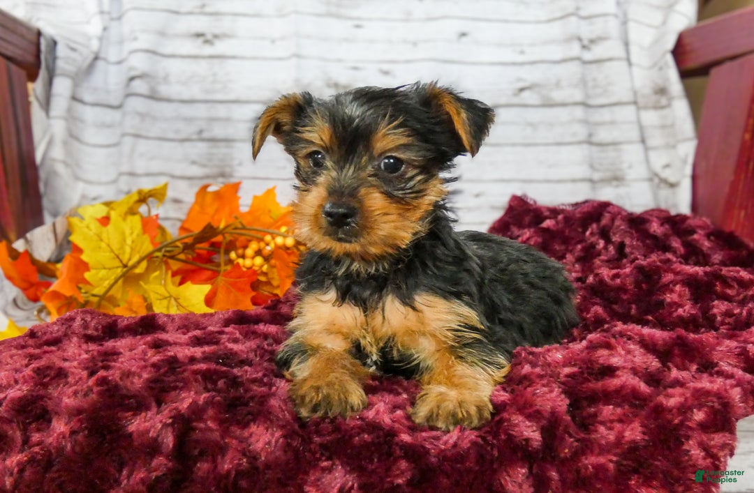 Yorkshire Terrier dogs for sale: Axel - Ad 4