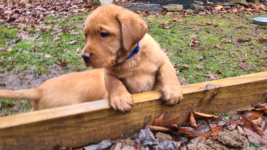 Labrador Retriever dogs for sale: Snip - Ad 10