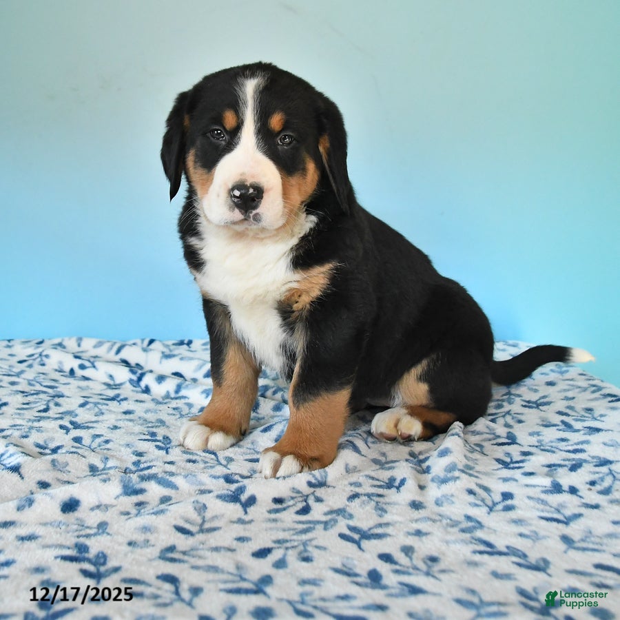 Mixed Breed dogs Breezy - Ad 10