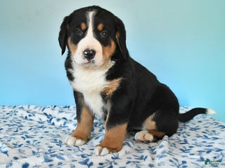 Mixed Breed dogs Breezy - Ad 10