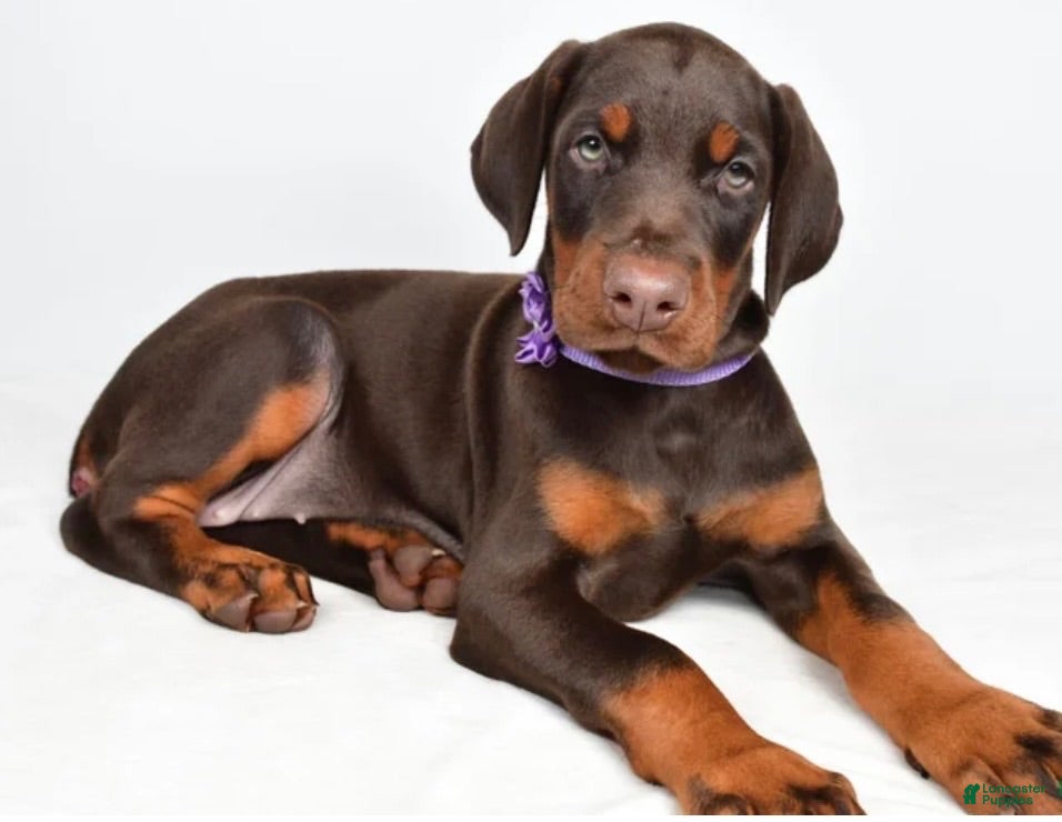 Doberman Pinscher dogs Doberman Pinscher 1 - Ad 3
