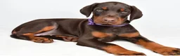 Doberman Pinscher dogs for sale: Doberman Pinscher 1 - Ad 1