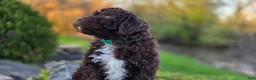 Portuguese Water Dog dogs for sale: Fritz - Ad 5