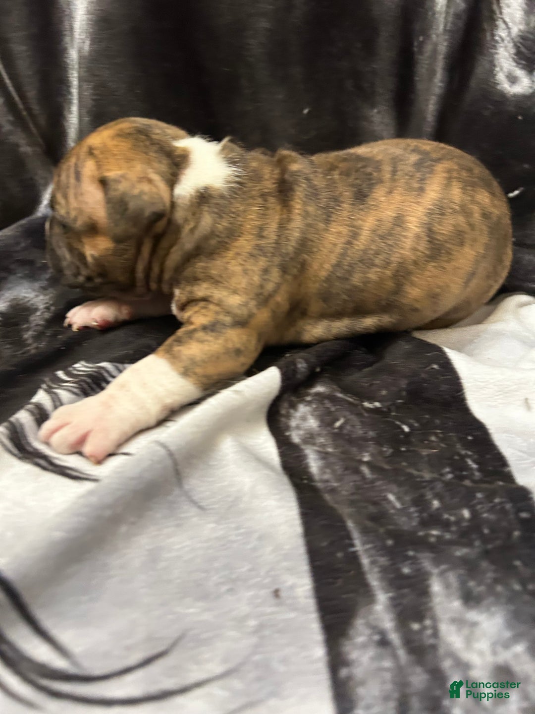 American Bully dogs for sale: American Bully Puppy 3 - Ad 9