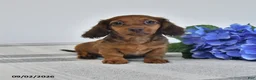 Miniature Dachshund dogs for sale: Trooper - Ad 1