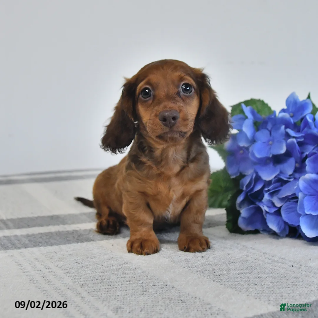 Miniature Dachshund dogs for sale: Trooper - Ad 1