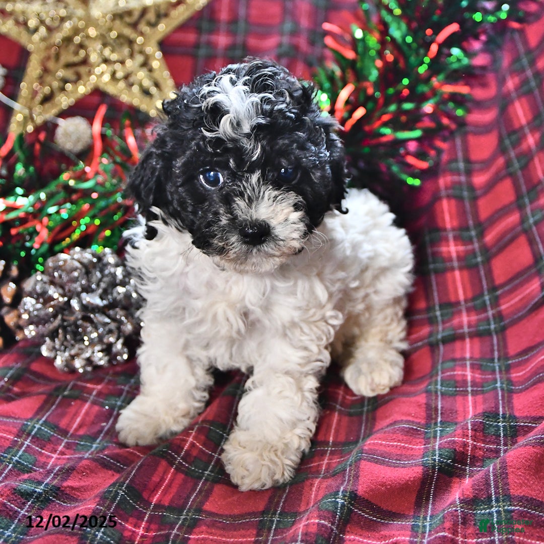 Miniature Poodle dogs for sale: Bridget - Ad 2