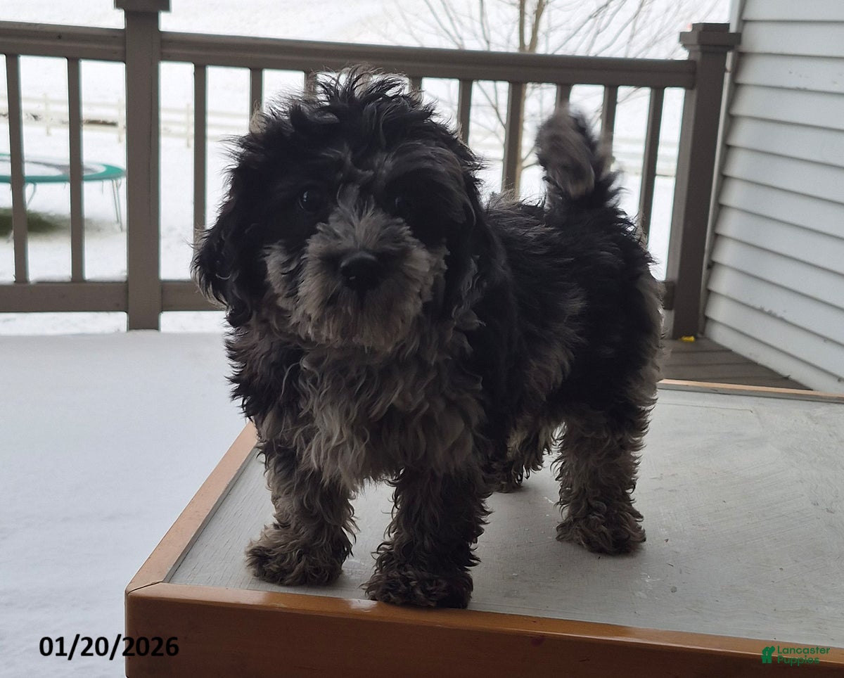 Mixed Breed dogs Trevor - Ad 3