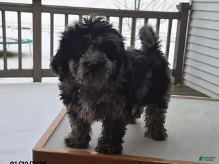 Mixed Breed dogs Trevor - Ad 8