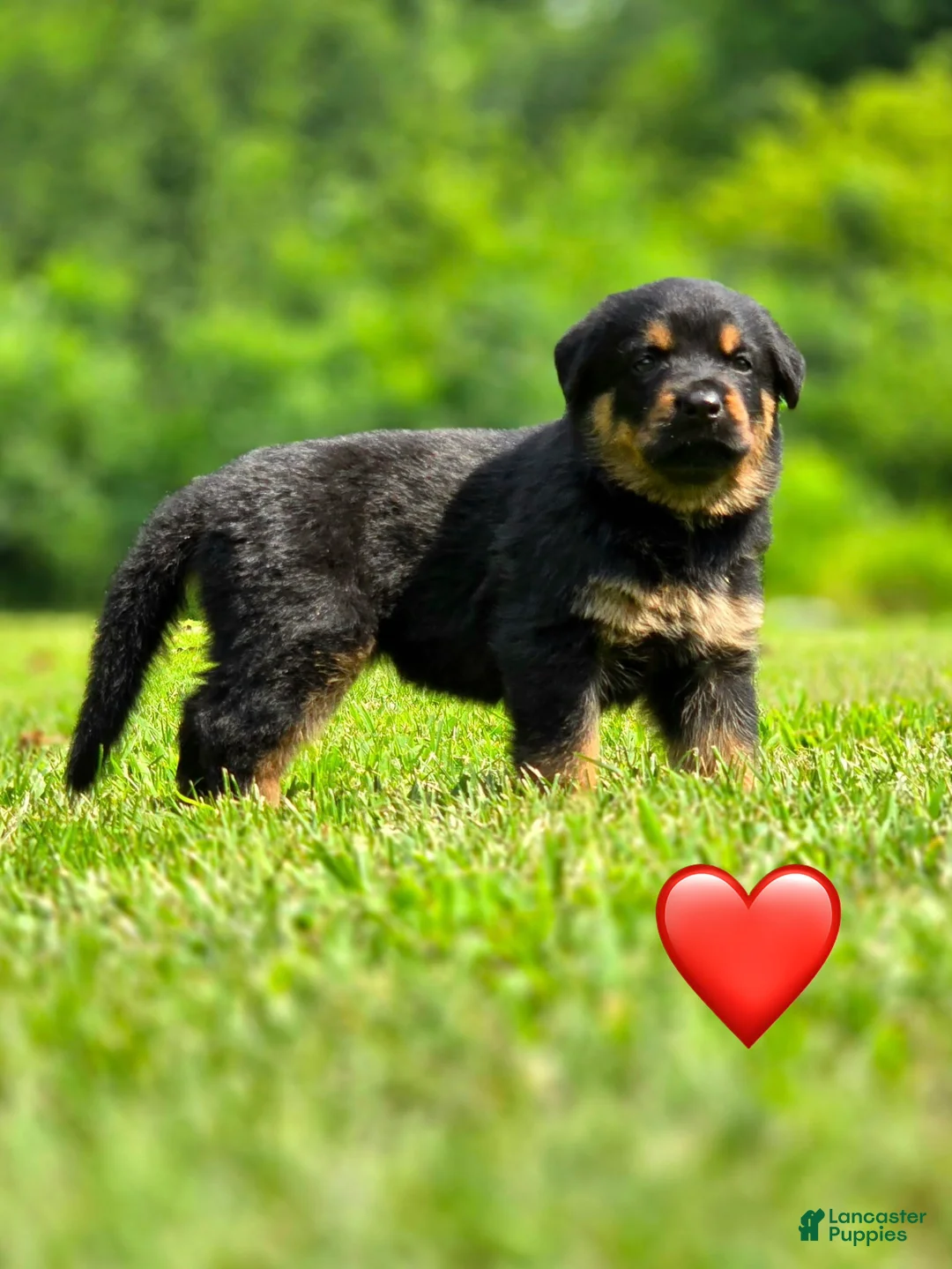 Mixed Breed dogs for sale: Clifford - Ad 2