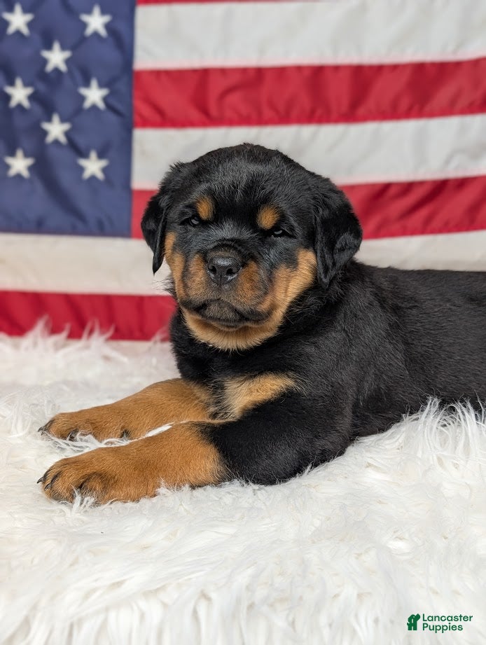 Rottweiler dogs Bella - Ad 21