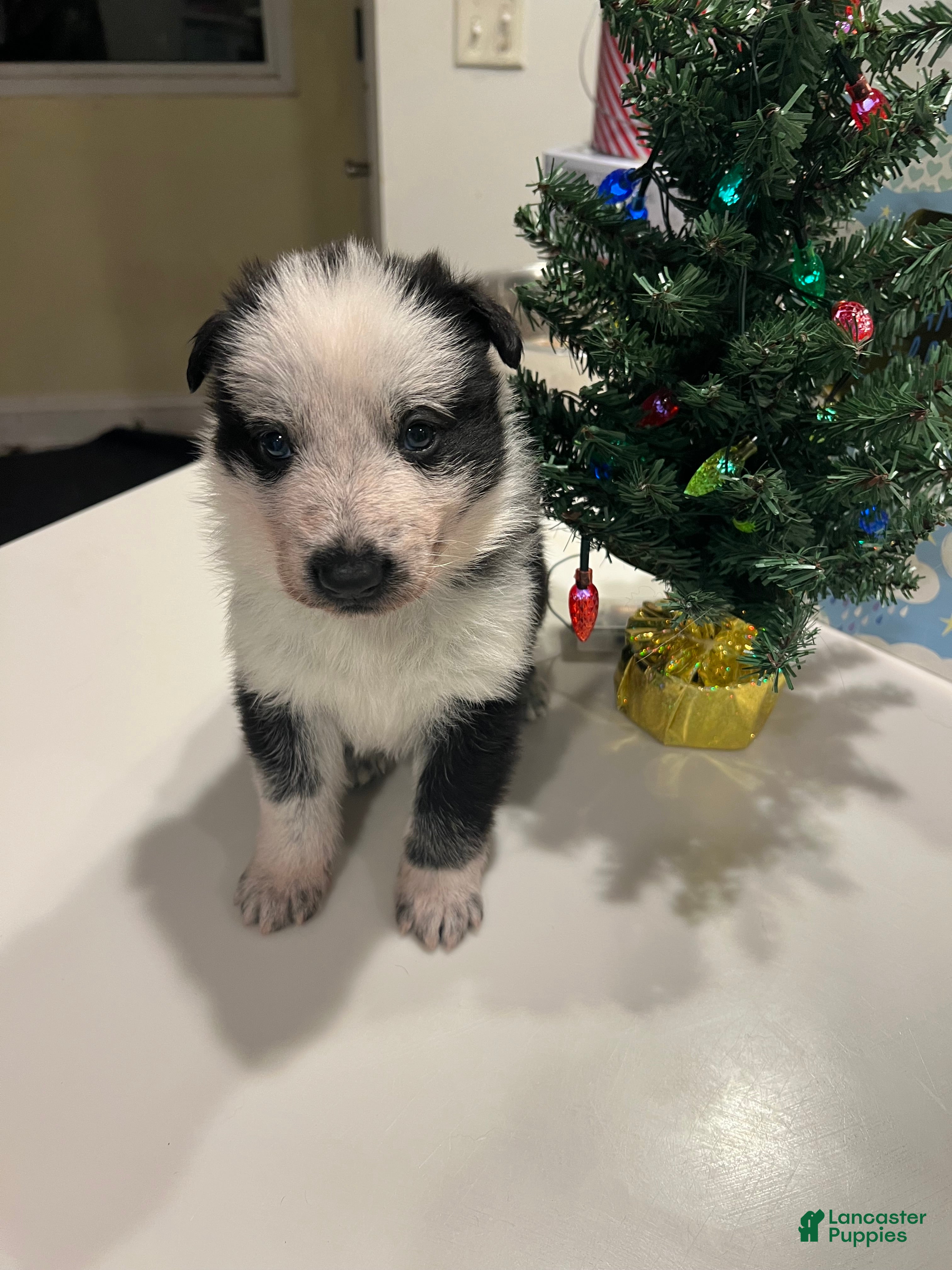 German Shepherd dogs River -German Shepherd Puppy - Ad 16