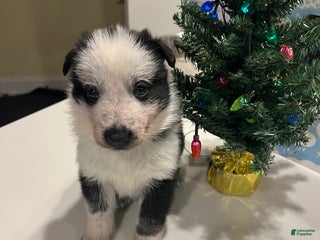 German Shepherd dogs River -German Shepherd Puppy - Ad 16